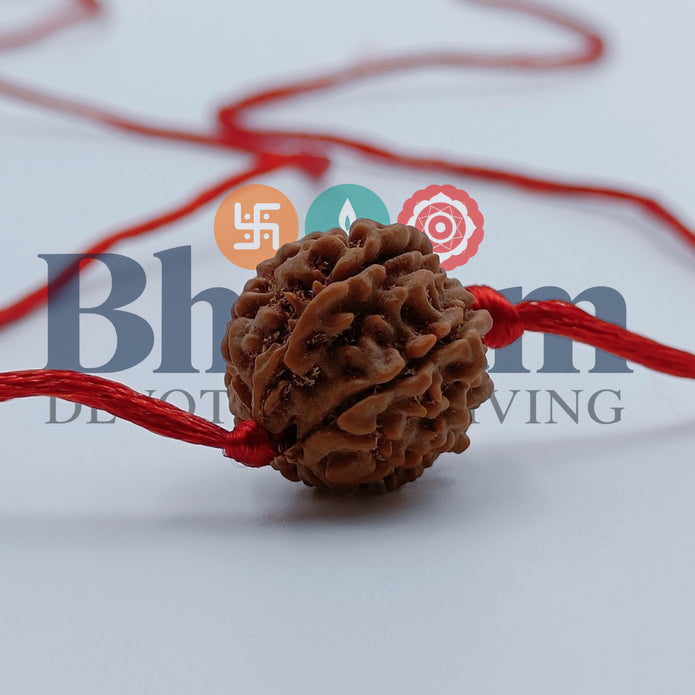 Natural 7 Mukhi Rudraksha