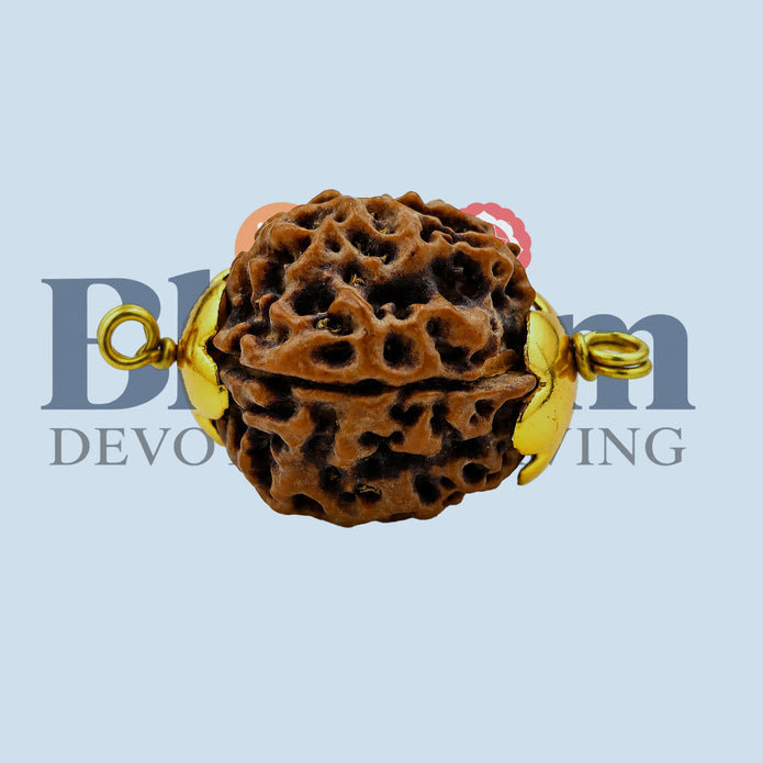 Daana Gold Cap Panchamukhi – Small | 5 Mukhi Rudraksha