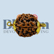 Daana Gold Cap Panchamukhi – Small | 5 Mukhi Rudraksha